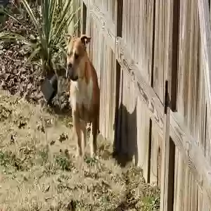 adoptable Dog in Snellville, GA named Half Pint